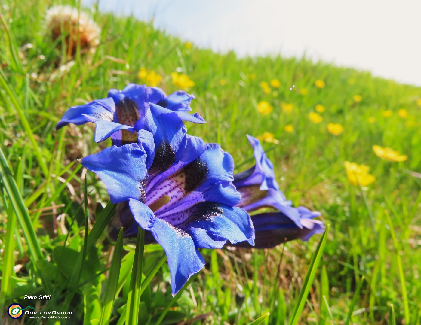 05 Gentiana acaulis (Genziana di Koch).JPG